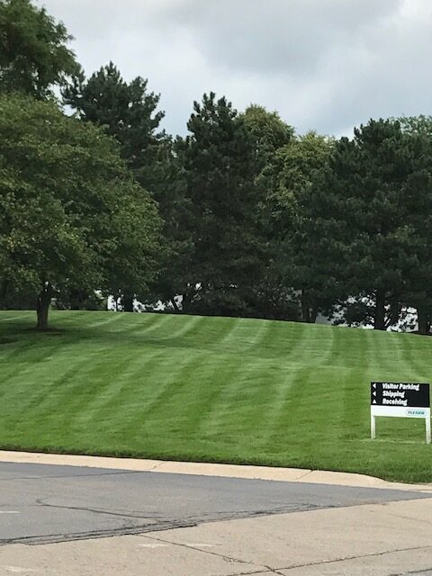A professional striped lawn borders a line of dense evergreen trees, reflecting a high standard of lawn care and turf management for this corporate campus. Case study